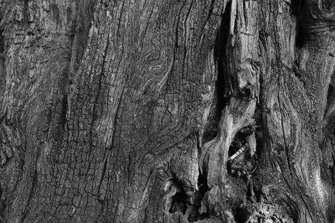 Fragmento corteza Fragmento corteza