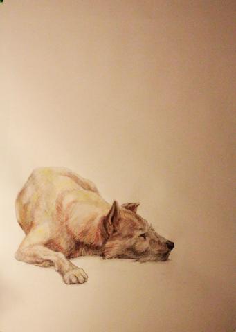 Perro sentado - 14 Enero 2014 Perro sentado - 14 Enero 2014